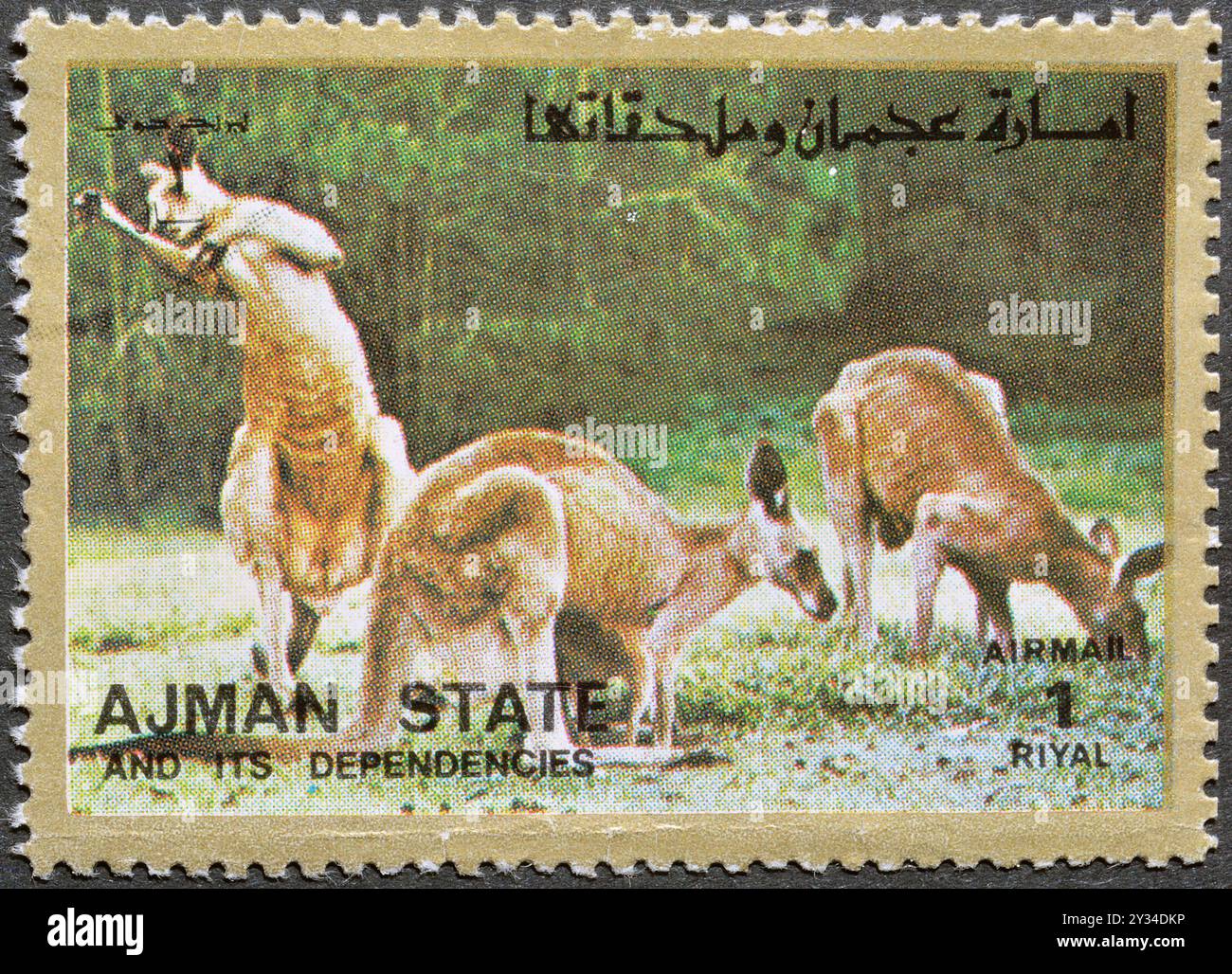 Timbre-poste annulé imprimé par Ajman, qui montre Kangourou, vers 1973. Banque D'Images