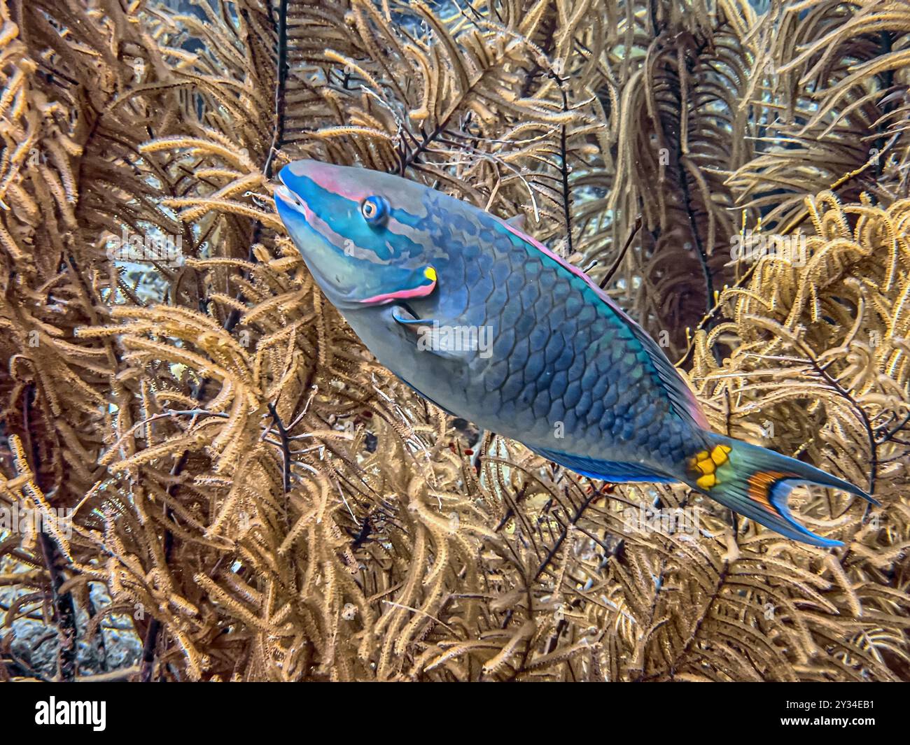 La reine perroquet Scarus vetula est une espèce de poisson marin à nageoires rayonnées, un perroquet, de la famille des Scaridae. Banque D'Images