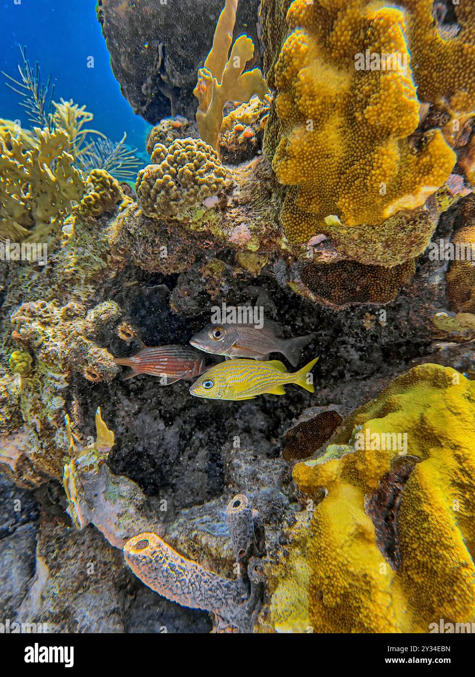 Les récifs coralliens des Caraïbes au large de la côte de l'île de Bonaire Banque D'Images