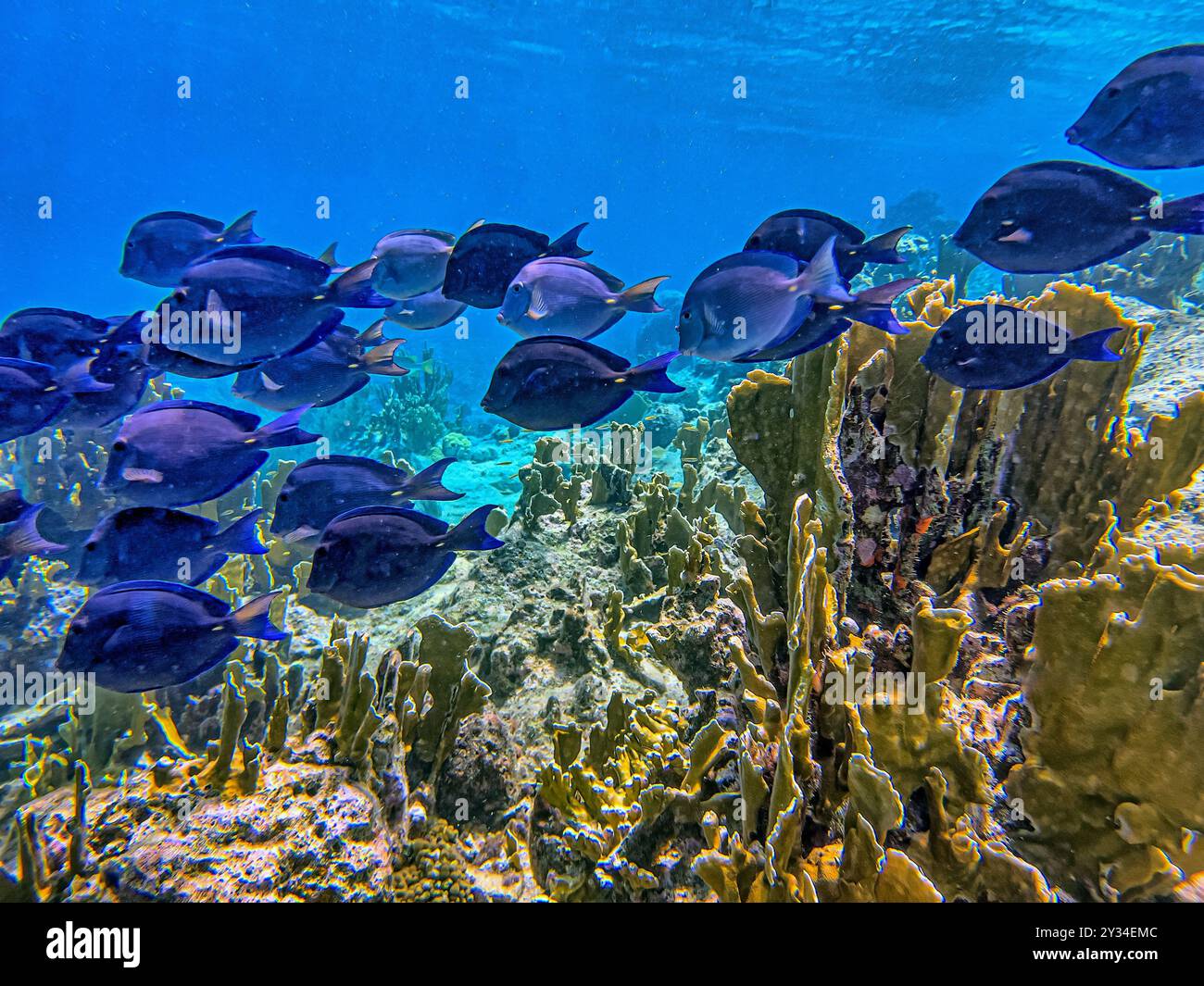 Acanthurus coeruleus est une espèce de poisson marin à nageoires rayonnées appartenant à la famille des Acanthuridae, les poissons-chirurgiens, les poissons unicorneminiers et les tortues, Banque D'Images