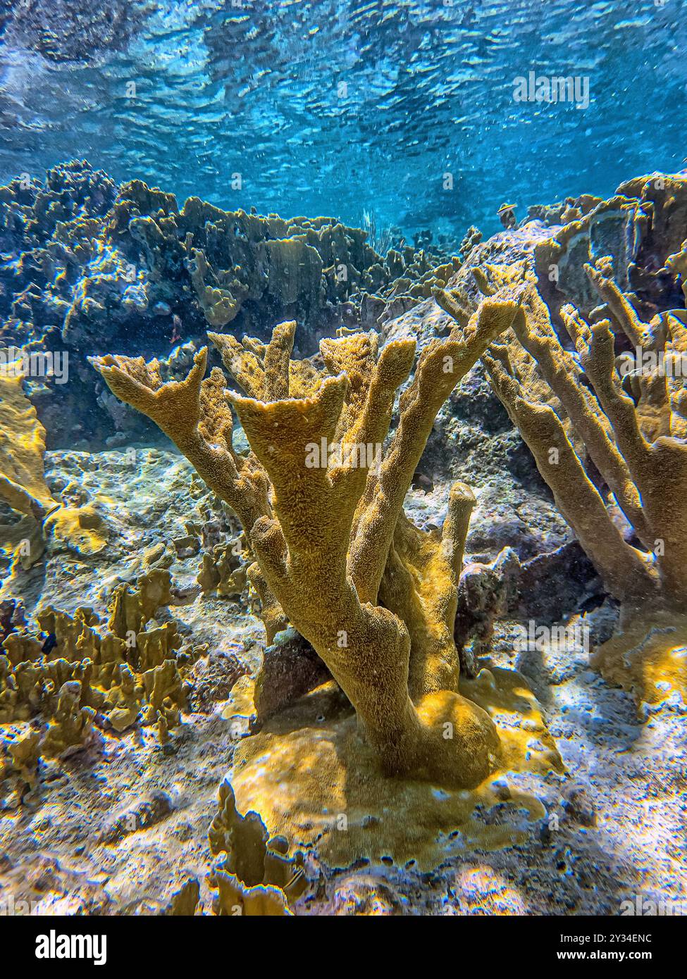 Les récifs coralliens des Caraïbes au large de la côte de l'île de Bonaire Banque D'Images