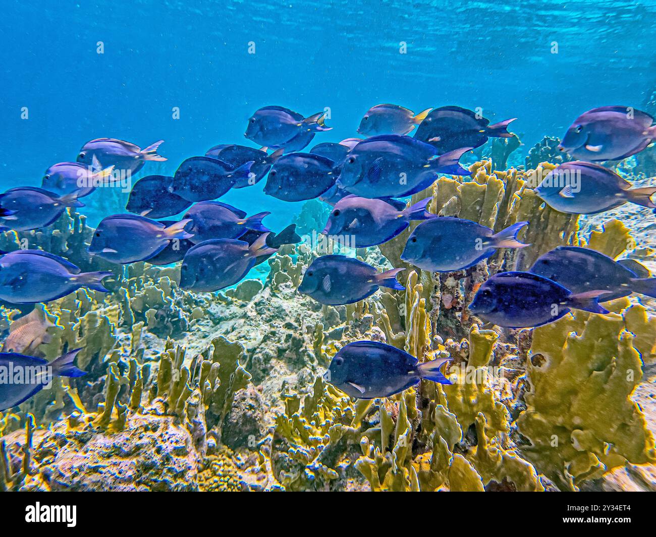 Acanthurus coeruleus est une espèce de poisson marin à nageoires rayonnées appartenant à la famille des Acanthuridae, les poissons-chirurgiens, les poissons unicorneminiers et les tortues, Banque D'Images