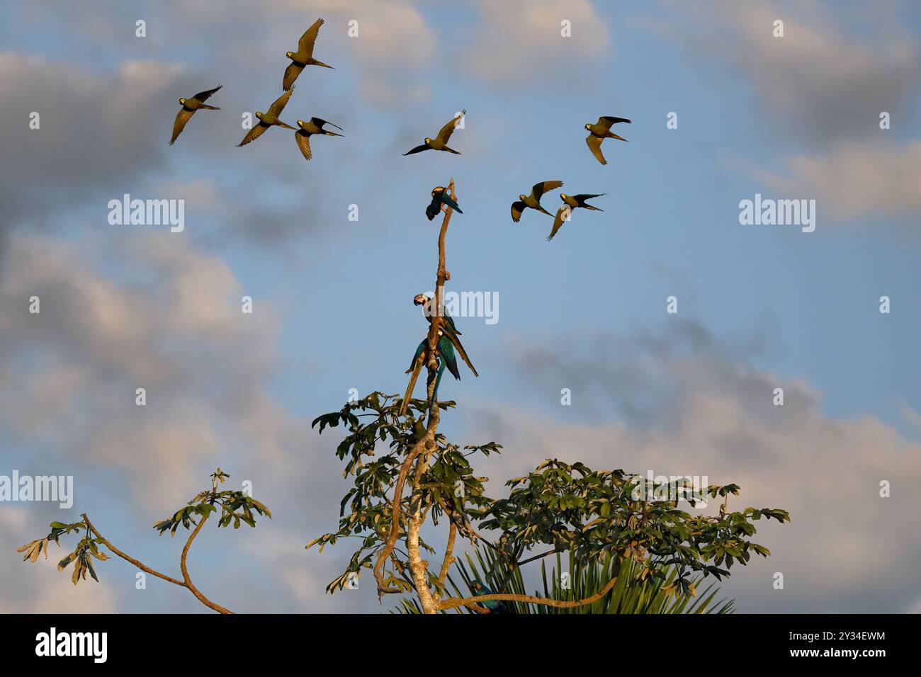 Aras bleus et jaunes (Ara Ararauna) perchés sur un arbre dans la forêt tropicale et un troupeau d'aras à ventre rouge survolant, Alta Floresta, Amazone, B. Banque D'Images