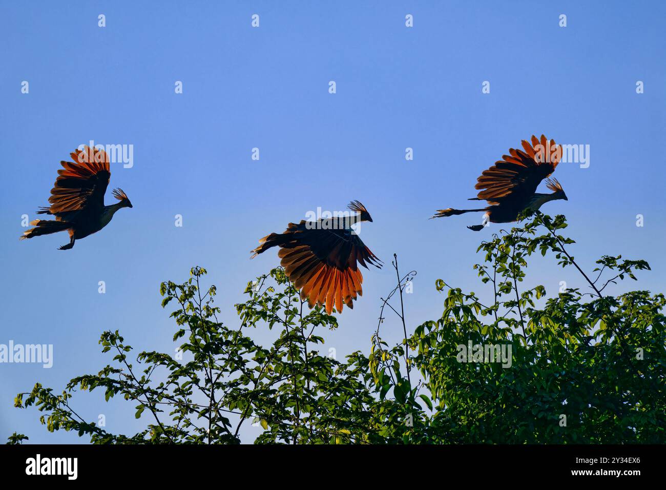 Groupe de Hoatzin ou Coot andin (Opisthocomus hoazin) survolant la forêt tropicale, Alta Floresta, Amazonie, Brésil Banque D'Images