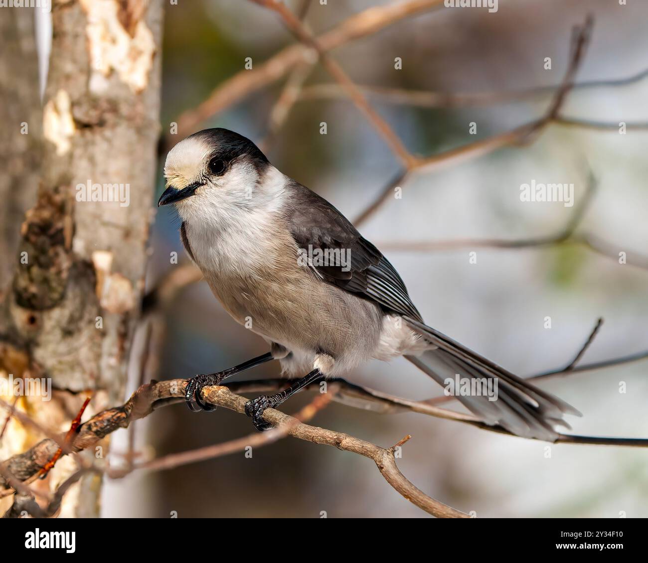 Oiseau Jay gris perché sur une branche d'arbre affichant une couleur grise, queue, ailes, pieds, oeil avec un fond de forêt dans son habitat. Banque D'Images