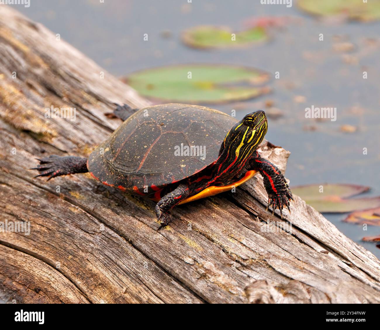 Tortue peinte reposant sur une bûche dans l'étang avec un matelas d'eau de nénuphar et montrant sa coquille de tortue, sa tête, ses pattes dans son environnement et son habitat. Tortue. Banque D'Images