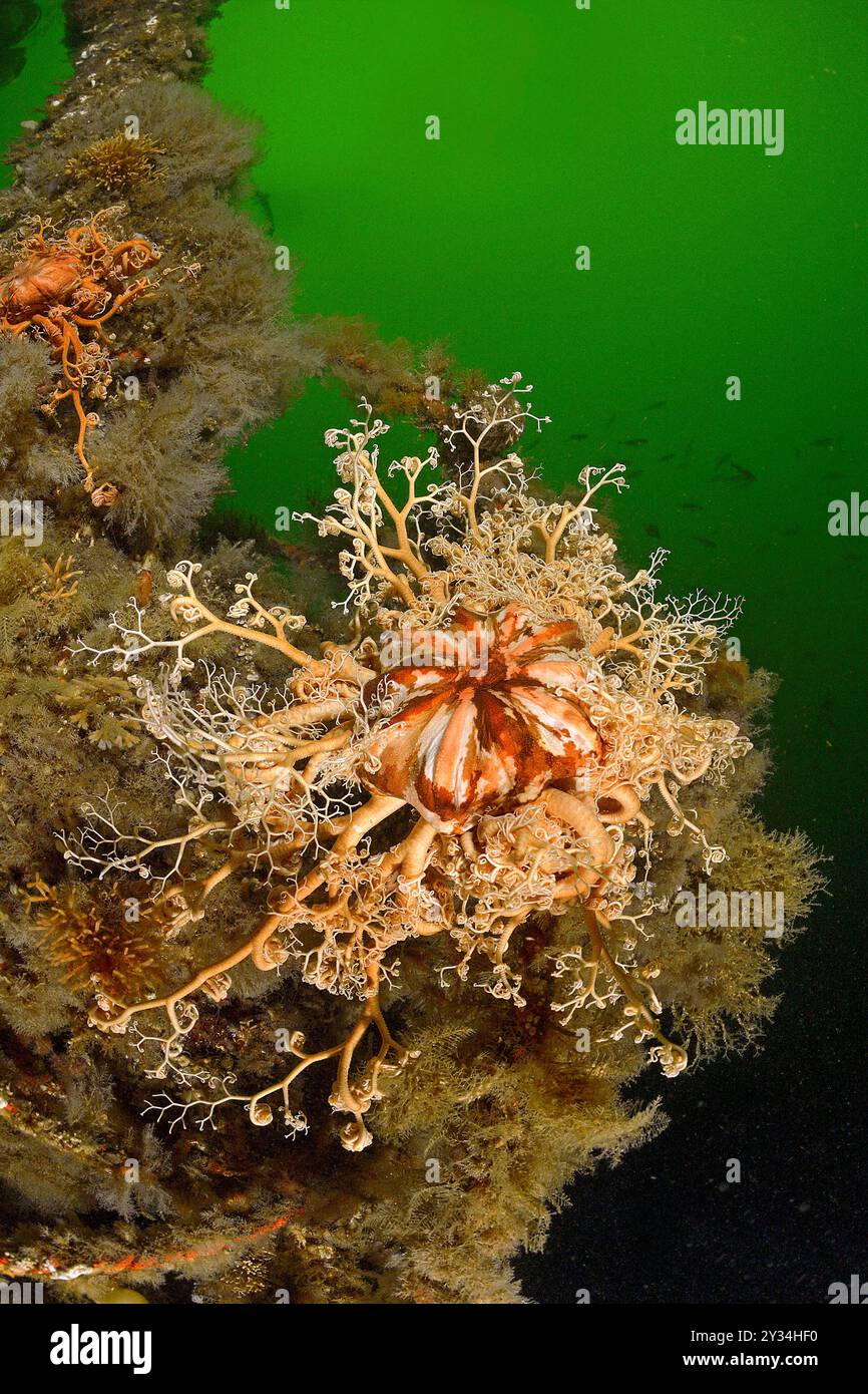 Étoile du panier Britled (Gorgonocephalus caryi), Alaska, Pacifique Nord, États-Unis Banque D'Images