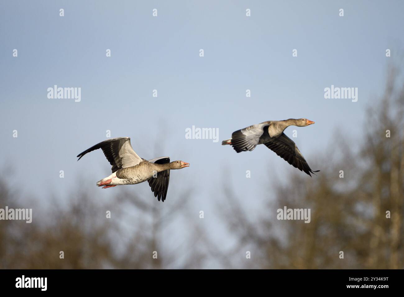 Oie de Greylag (Anser anser), paire en vol, zone de subsidence, Bottrop, zone de la Ruhr, Rhénanie du Nord-Westphalie, Allemagne, Europe Banque D'Images