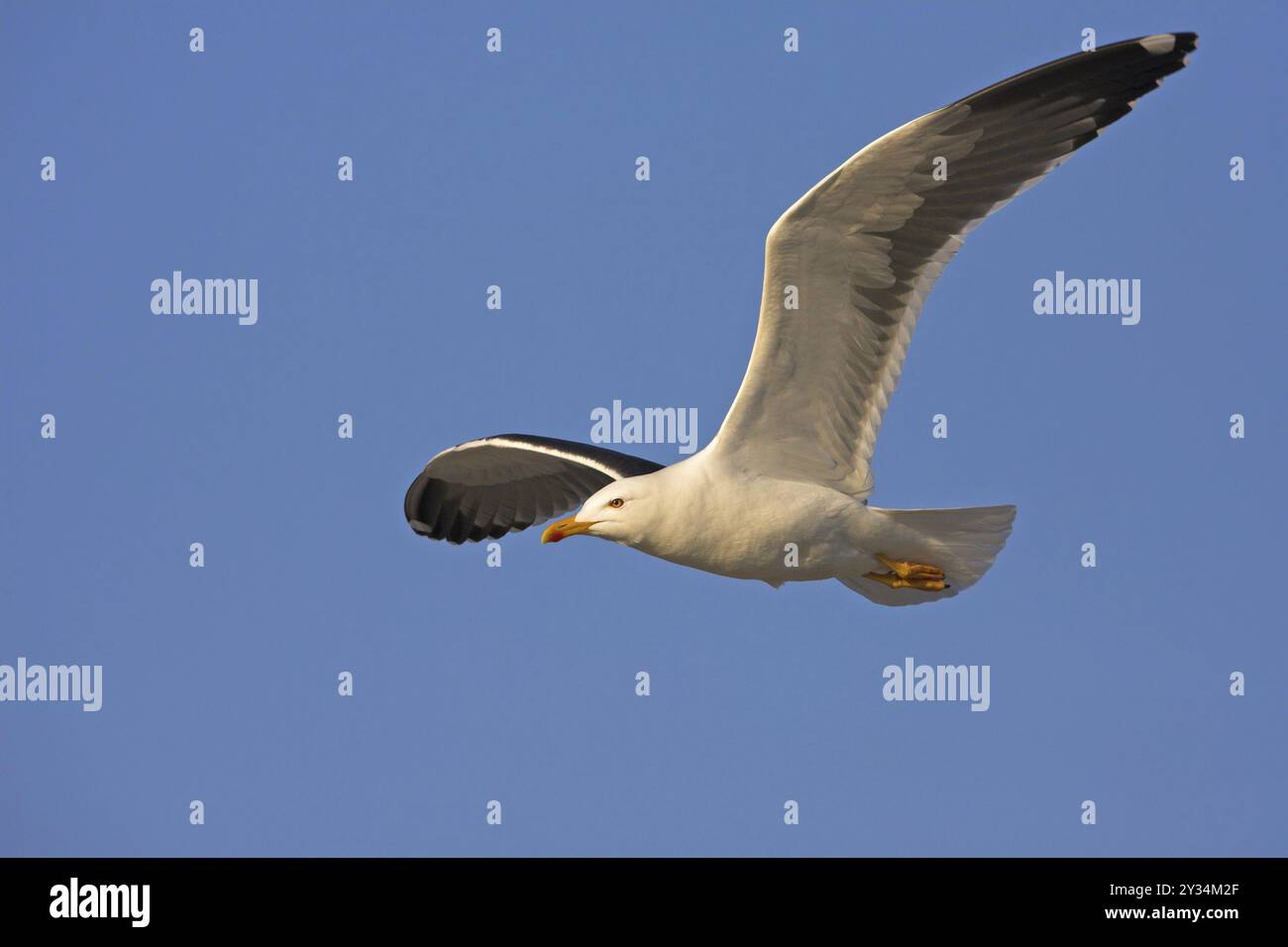 Goéland argenté (Larus fuscus), photographie aérienne, Heligoland, Schleswig-Holstein, République fédérale d'Allemagne Banque D'Images