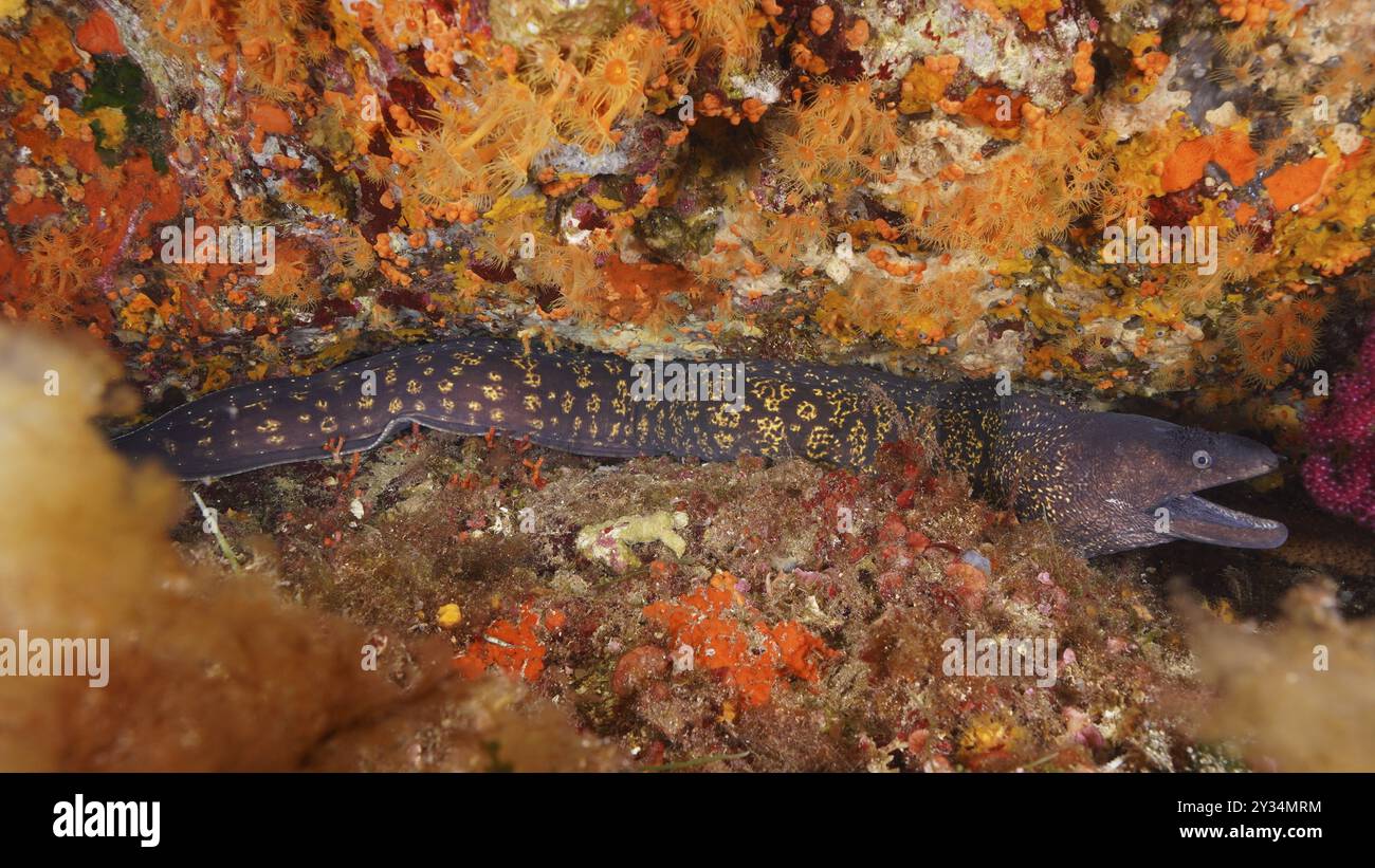 Moray méditerranéenne (Muraena helena) cachée dans un récif coloré sur le fond marin. Site de plongée Giens Peninsula, Provence Alpes Cote d'Azur, France, EUR Banque D'Images