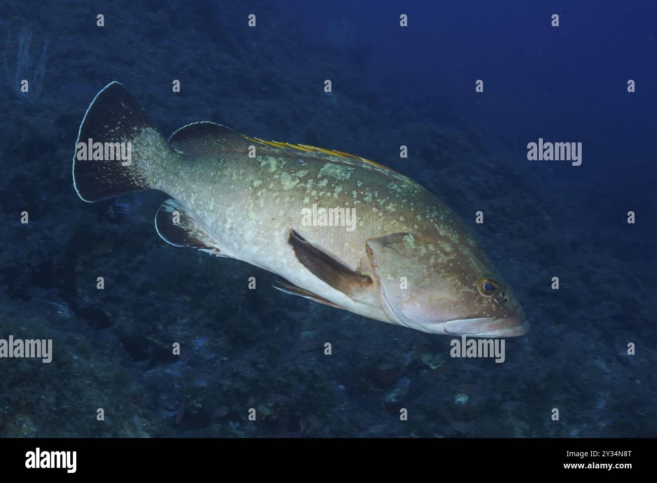 Mérou noir (Epinephelus marginatus) (Mycteroperca marginatus) Site de plongée réserve marine Port Cros, Provence Alpes Cote d'Azur, France, Europe Banque D'Images