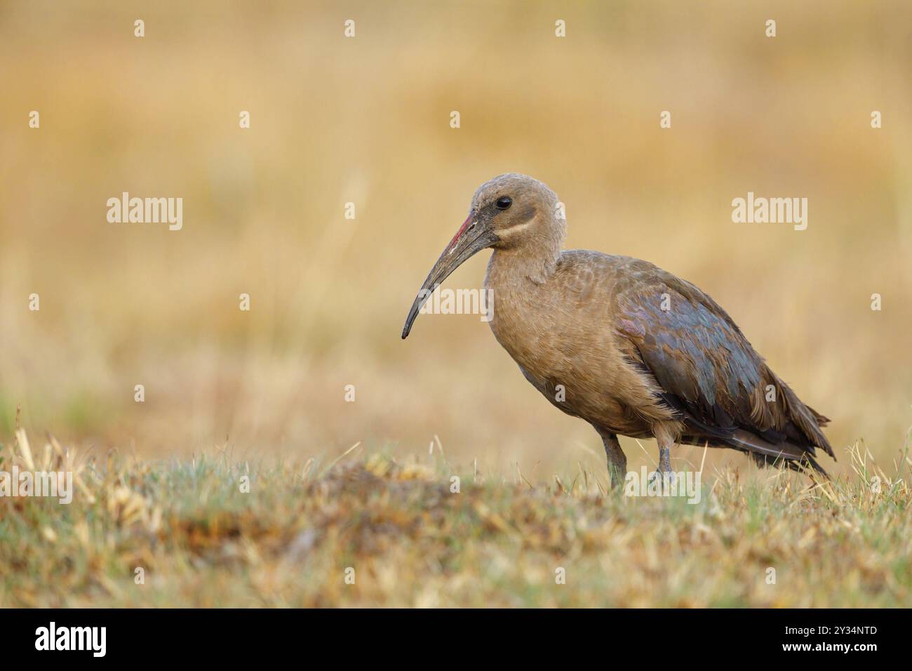 Hagedash, Hadada Ibis, (Bostrychia hagedash), Ibis, Wakkerstrom environs, Wakkerstrom, Mpumalanga, Afrique du Sud, Afrique Banque D'Images