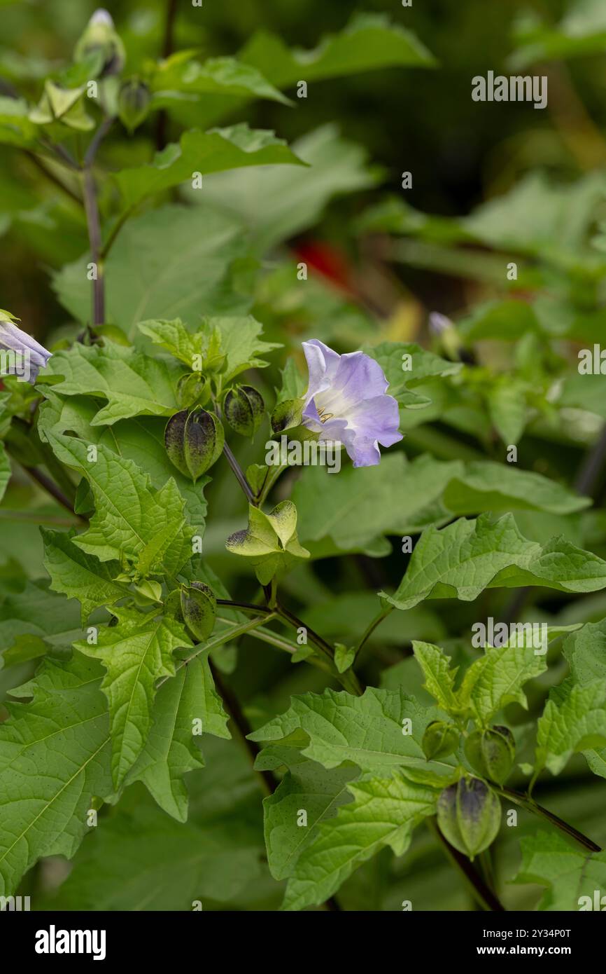 Pomme du Pérou, alias plante de mouche Shoo : Nicandra physalodes . Jardin botanique, Surrey, Royaume-Uni Banque D'Images