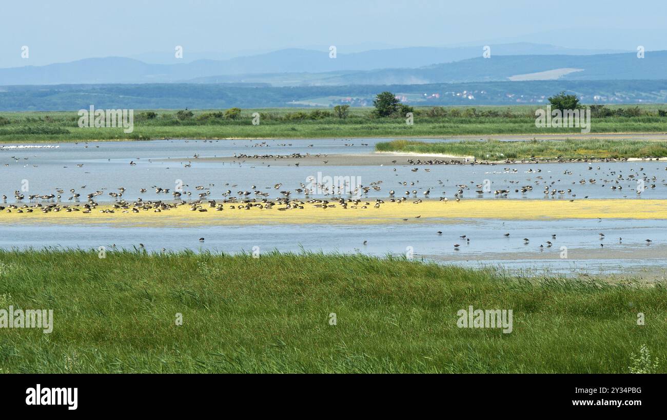 Oies de gris (Anser anser) assis sur un banc de sable dans le lac salé Lange Lacke, Apetlon, parc national du lac Neusiedl-Seewinkel, Burgenland, Autriche, Banque D'Images