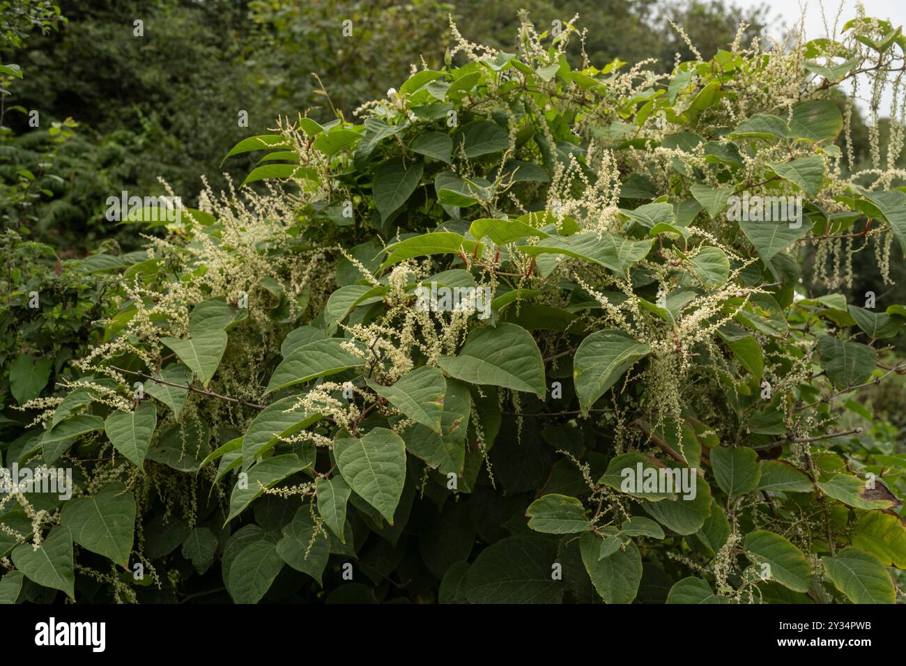 Knotweed japonaise : Reynoutria japonica. Plante envahissante - Cornwall, Royaume-Uni Banque D'Images