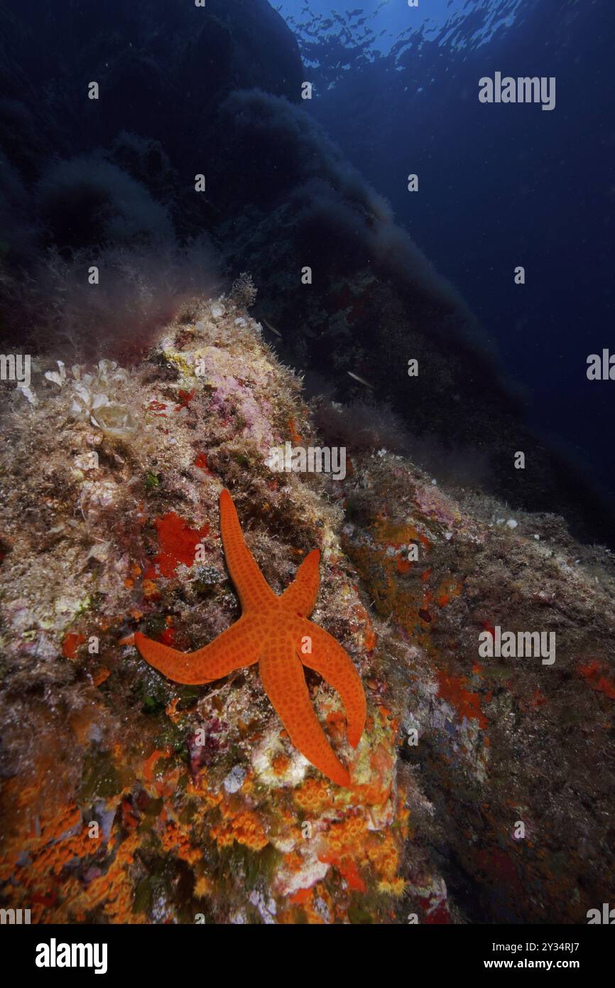 Étoiles de mer orange (Hacelia attenuata) dans la mer Méditerranée près de Hyères. Site de plongée réserve marine Port Cros, Provence Alpes Cote d'Azur, F Banque D'Images