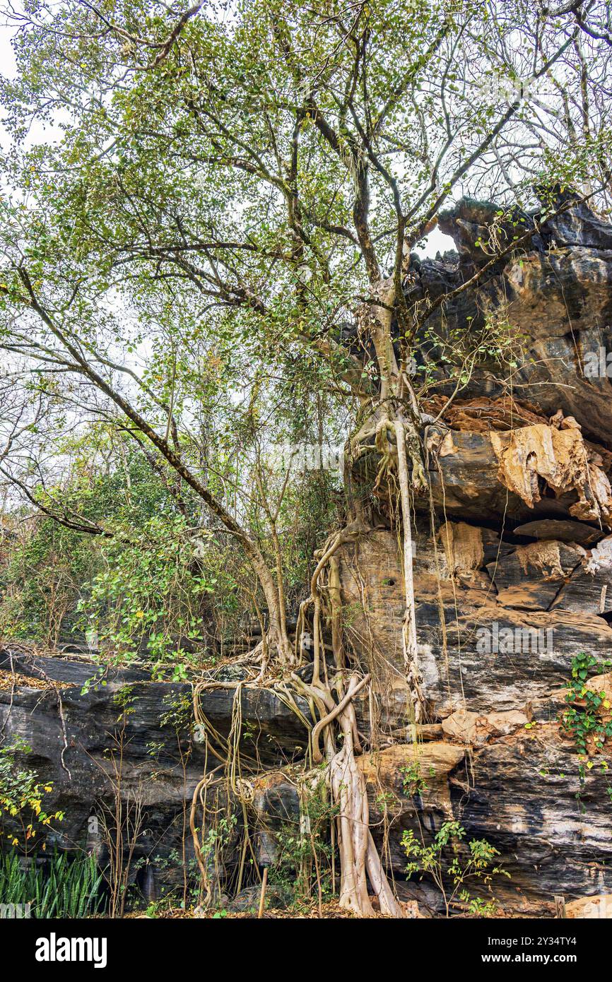Arbres aux racines tordues poussant sur des rochers en terrain défavorable, Minas Gerais, Brésil, Amérique du Sud Banque D'Images Arbres aux racines tordues poussant sur des rochers en terrain défavorable, Minas Gerais, Brésil, Amérique du Sud Banque D'Images