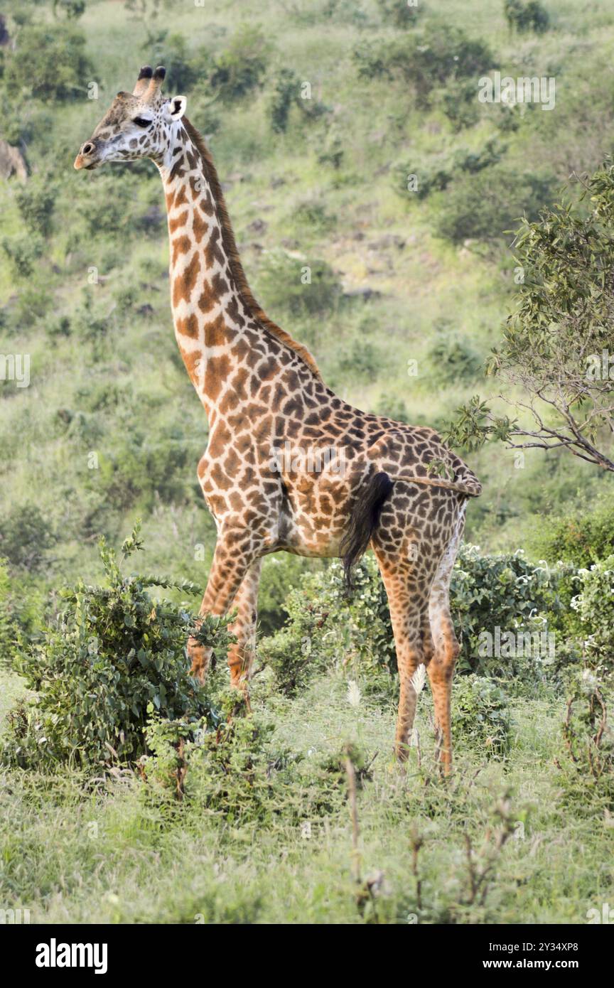 Girafe dans la savane du parc de Tsavo East au Kenya Banque D'Images