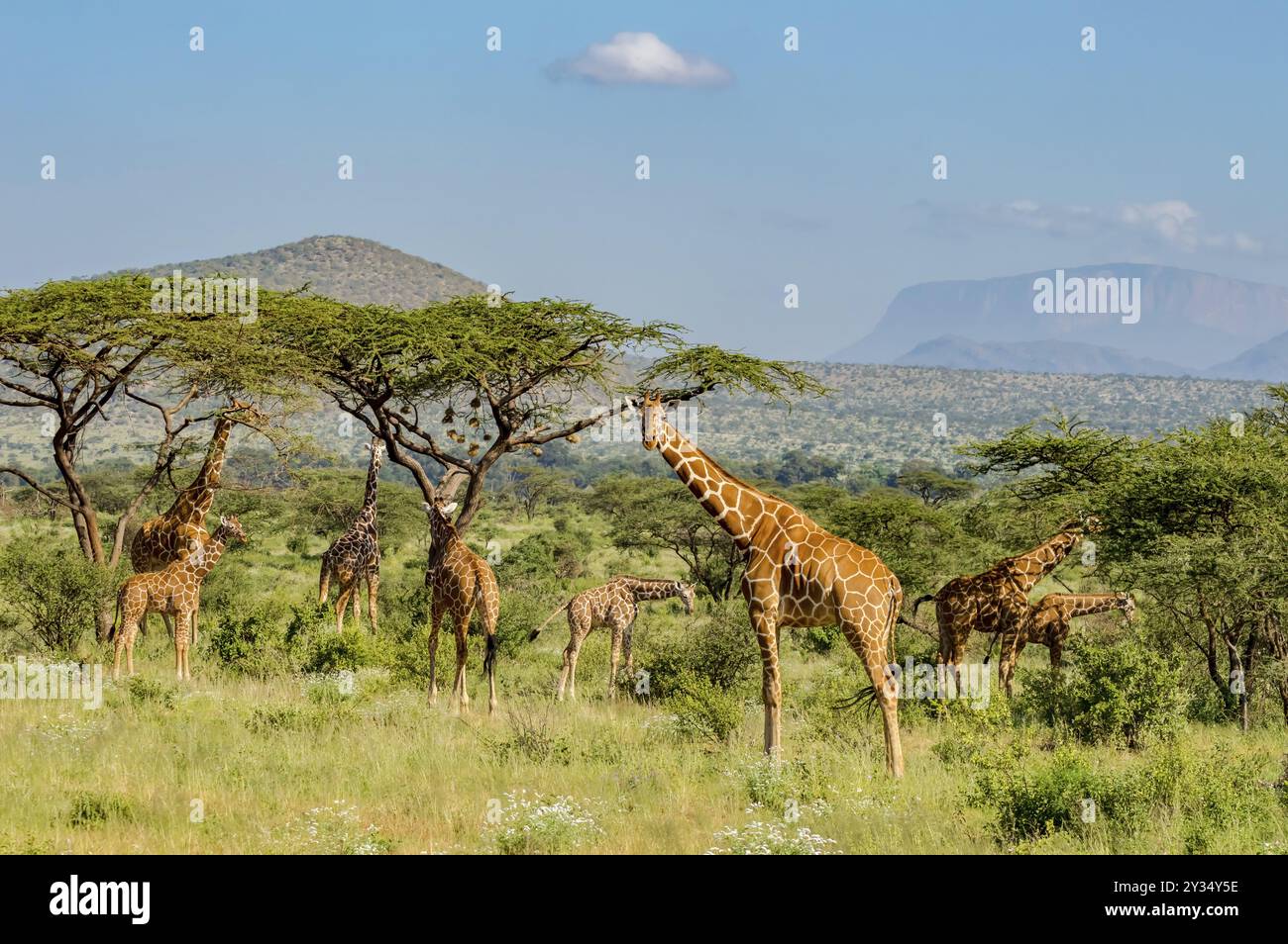 Des troupeaux de girafes dans la savane du Parc de Samburu dans le centre du Kenya Banque D'Images