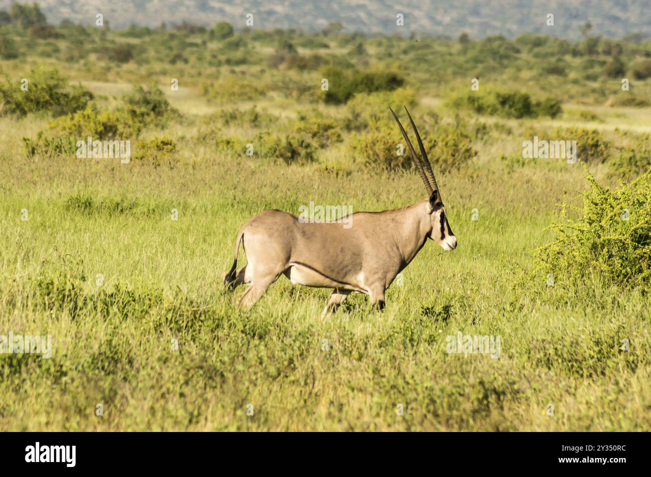 Oryx de beisa à Samburu National Reserve. Un oryx de beisa dans les prairies de savane contre une montagne à l'arrière-plan de la réserve nationale de Samburu, Kenya n Banque D'Images