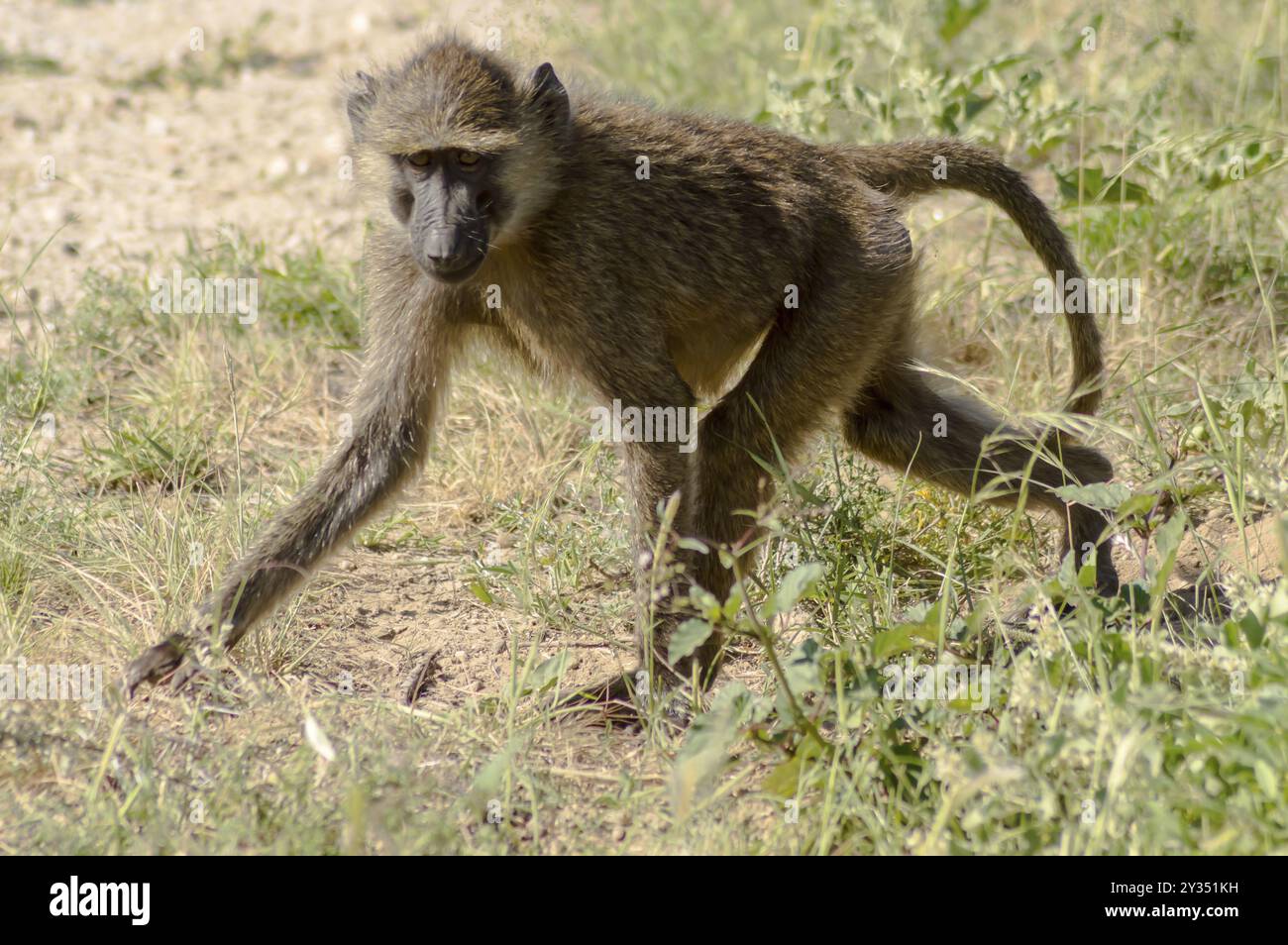 Singe vervet dans l'habitat naturel de la savane africaine du parc Samburu au centre du Kenya Banque D'Images