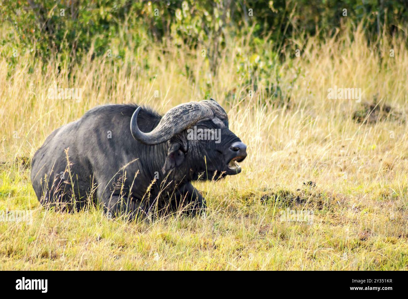 Buffalo isolés dans la savane de pâturage de Maasai Mara Park dans le nord-ouest du Kenya Banque D'Images