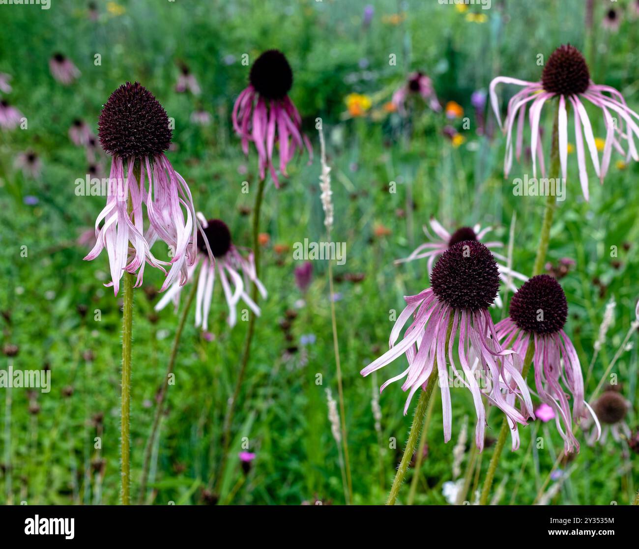 Bleuets à feuilles étroites coneflower dans un champ Banque D'Images