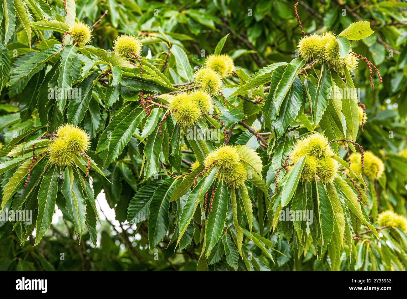 Châtaignes douces (Castanea sativa Mill) mûrissant en septembre sur Brownsea Island dans le port de Poole, Dorset, Angleterre Royaume-Uni Banque D'Images