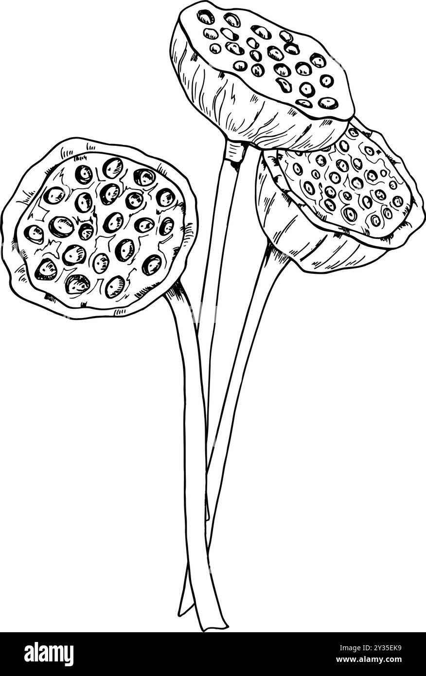 Bouquet de tête de graines de Lotus. Nappes de nénuphars aquatiques tropicales peintes à l'encre noire. Illustration botanique de vecteur de fleur exotique orientale séchée Illustration de Vecteur