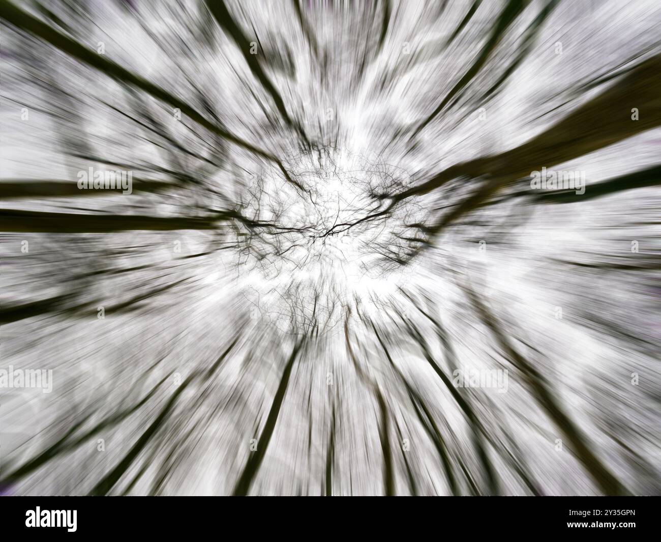 Vue sur la canopée des arbres d'hiver UK Banque D'Images