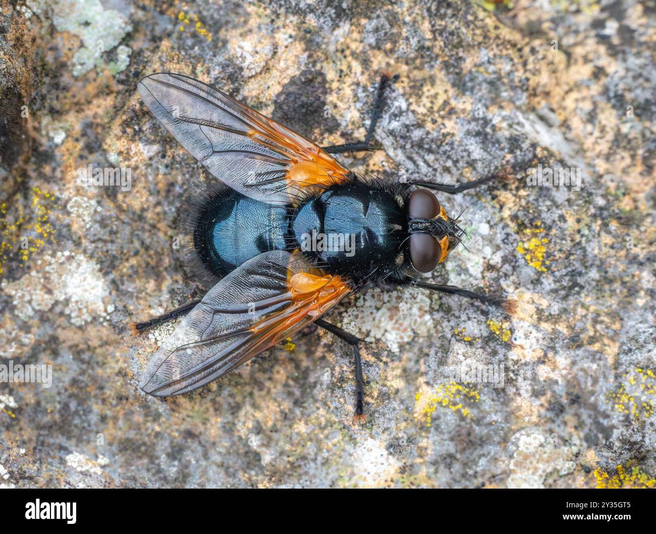 Vue dorsale du Midi Midi Mesembrina Meridiana fly ou reposant sur le roc à l'Hoe Grange Quarry reseve dans le Derbyshire UK Banque D'Images