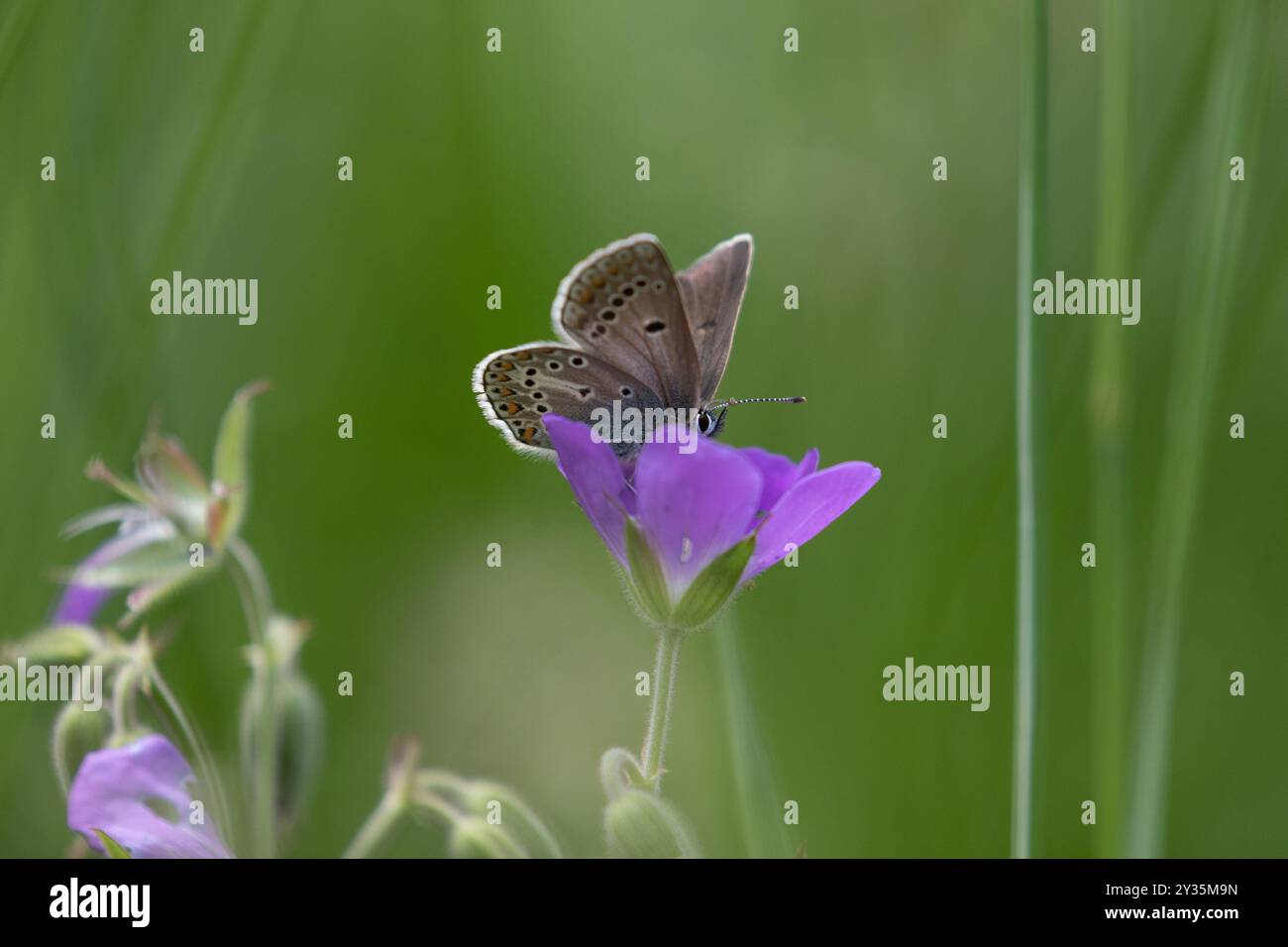 Geranium Argus - Eumedonia eumedon Banque D'Images