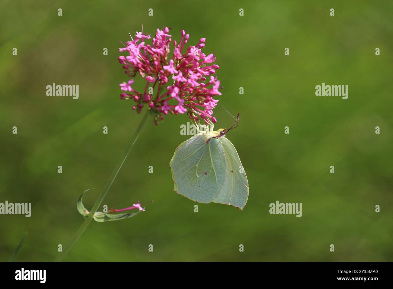 Cléopâtre papillon mâle - Gonepteryx cléopâtre Banque D'Images