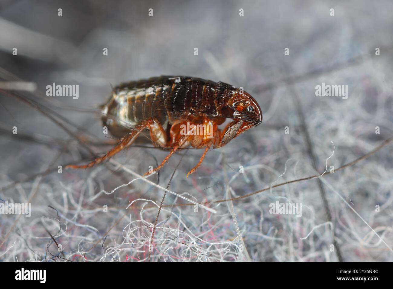 Puce de chat (Ctenocephalides felis). Insecte qui saute qui peut aussi mordre douloureusement une personne au milieu de la poussière et de la fourrure d'un chien. Banque D'Images