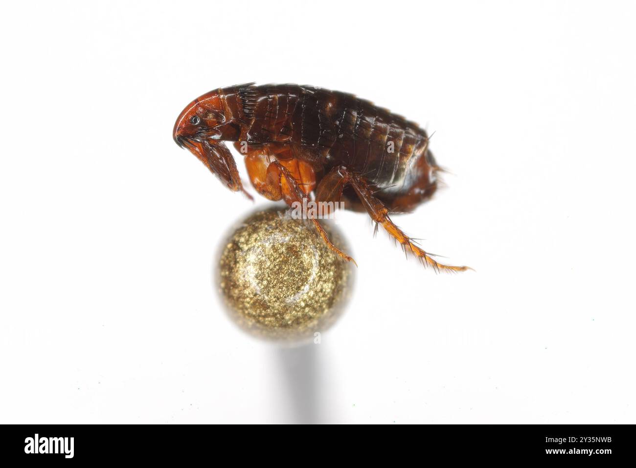 Puce de chat (Ctenocephalides felis). Insecte, qui peut aussi mordre douloureusement un homme sur la tête d'une épingle. Banque D'Images