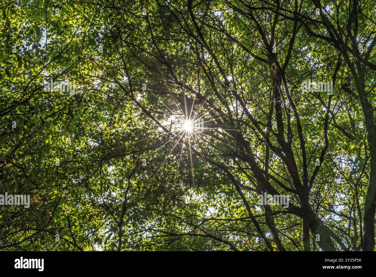 Soleil de midi à travers la canopée de la forêt, Transylvanie, Roumanie Banque D'Images