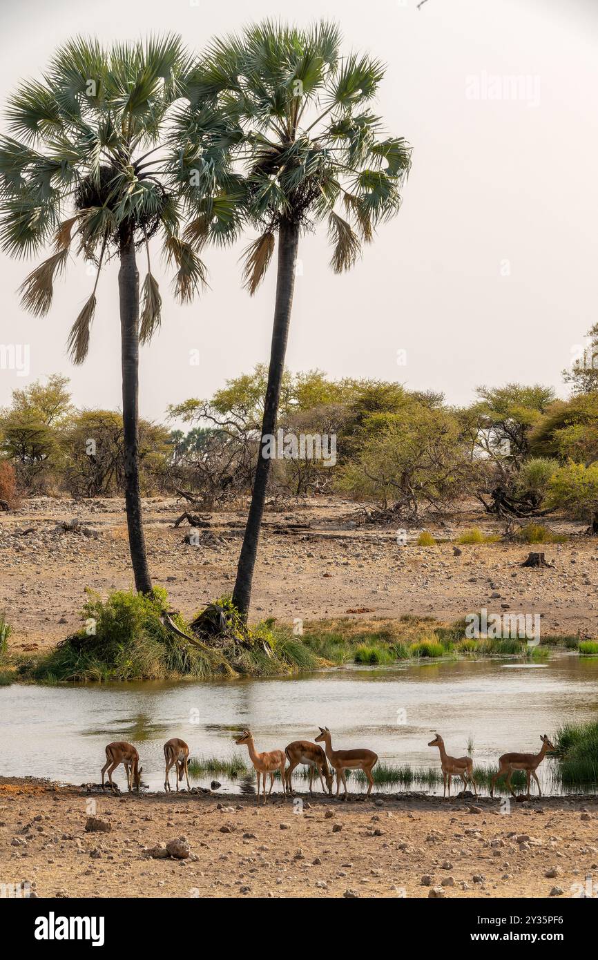 Rangée d'impalas antilopes buvant dans un point d'eau, safari de la faune et chasse au gibier, paysage de Namibie, Afrique Banque D'Images