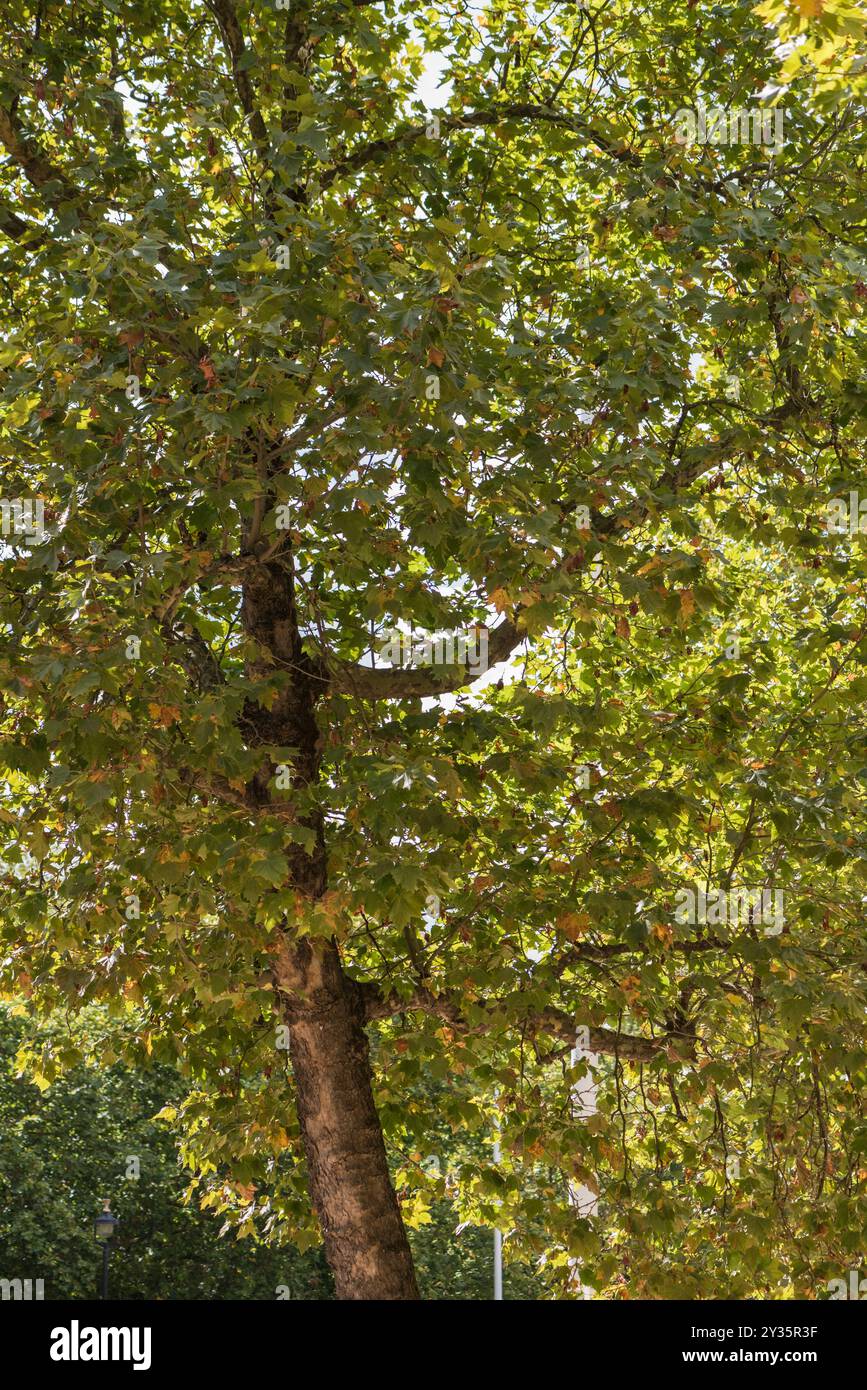 London plane tree sur le Mall à Londres Banque D'Images