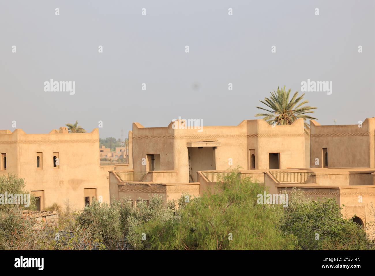 Oliviers dans la région de Marrakech au Maroc. Marrakech, région Marrakech-Safi, Maroc, Afrique du Nord. Crédit : photo de Hugo Martin/Alamy. Banque D'Images