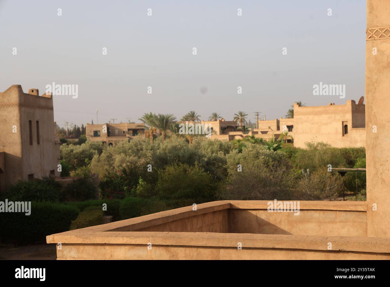 Oliviers dans la région de Marrakech au Maroc. Marrakech, région Marrakech-Safi, Maroc, Afrique du Nord. Crédit : photo de Hugo Martin/Alamy. Banque D'Images