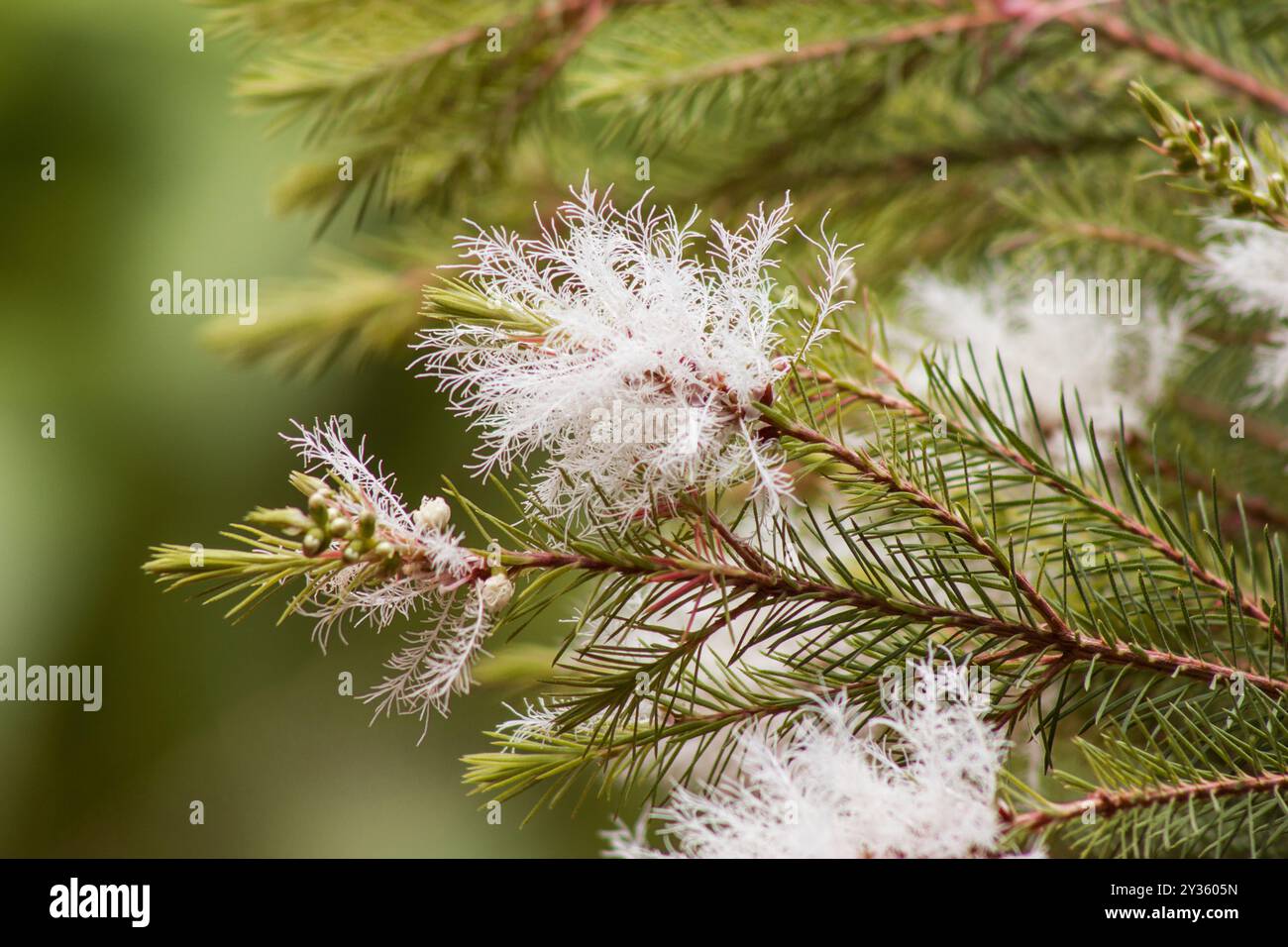 Melaleuca alternifolia, arbre 'arbre à thé', fleurs branches d'arbre sur fond naturel Banque D'Images