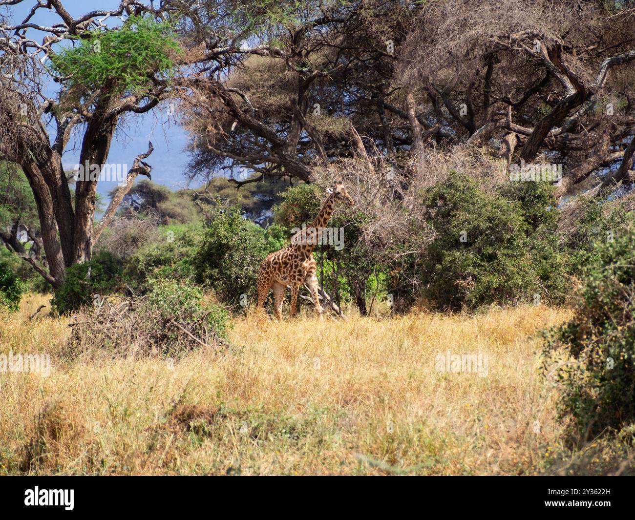 Une girafe (Giraffa camelopardalis), marchant à travers les bois Banque D'Images