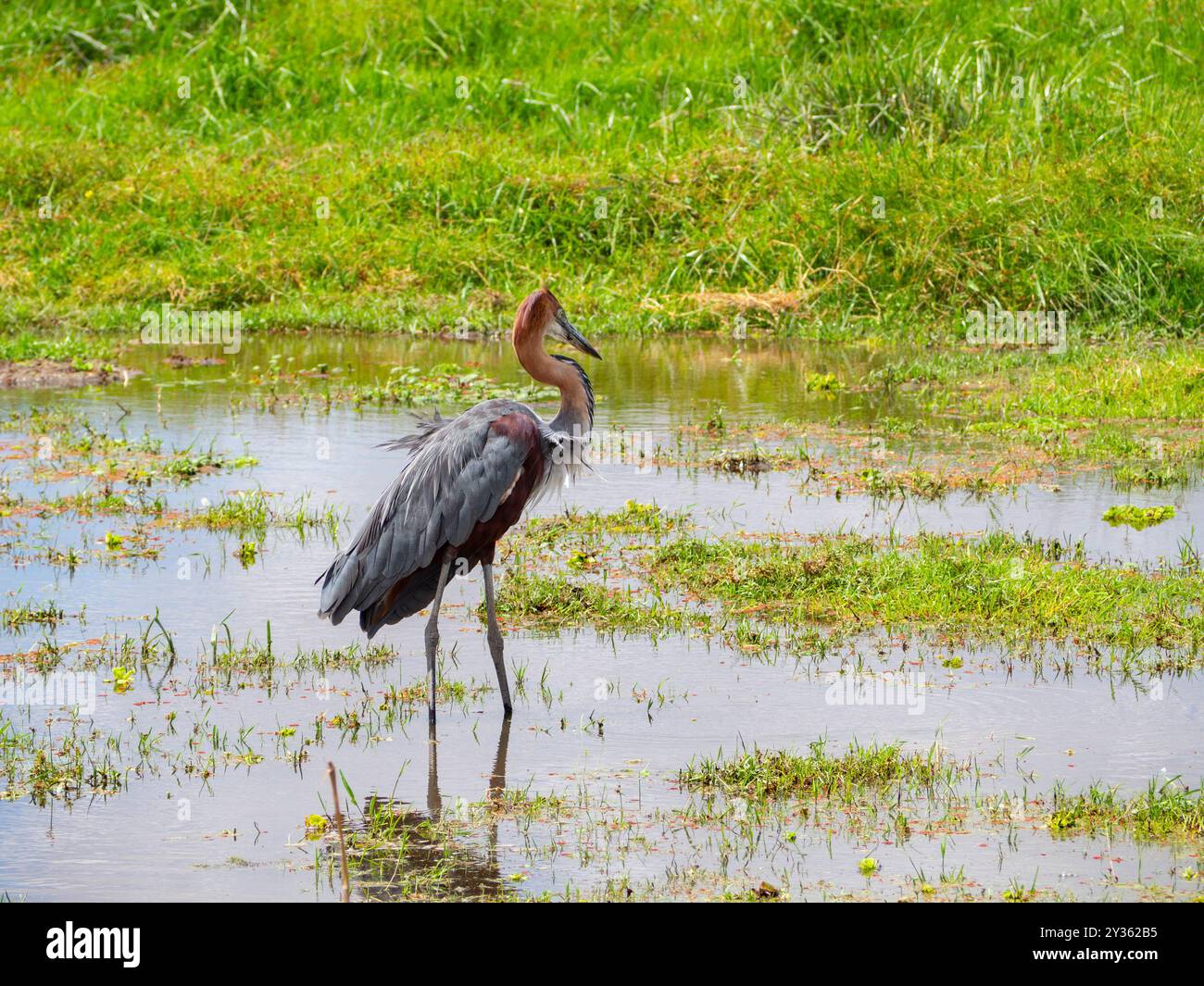 Héron Goliath (Ardea goliath) marchant dans l'eau d'un lac en Afrique Banque D'Images