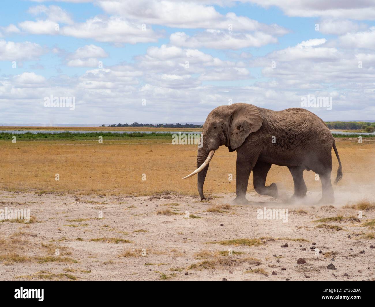 Éléphant d'Afrique mâle (Loxodonta africana) marchant dans la savane lors d'un Safari Banque D'Images