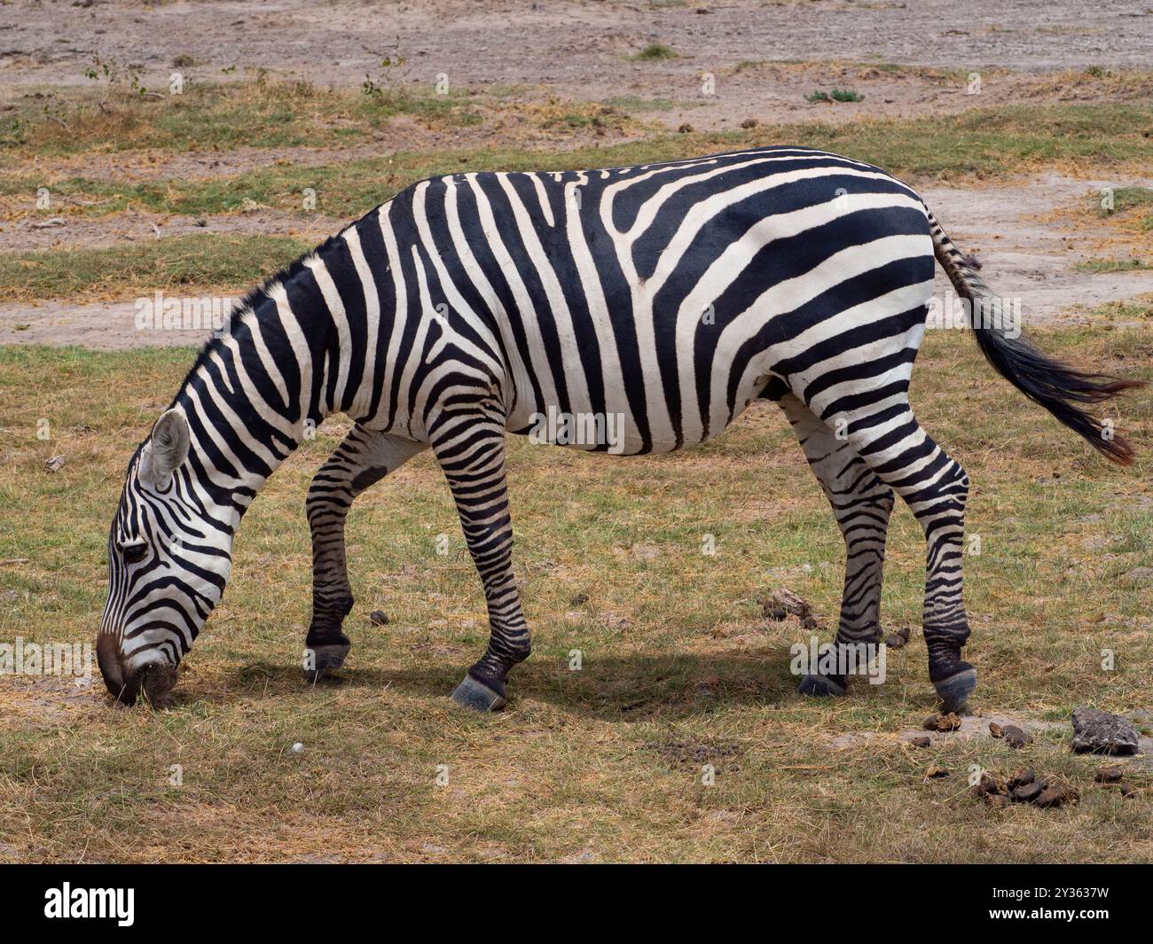Zèbre (Equus quagga) mangeant de l'herbe lors d'un safari africain Banque D'Images