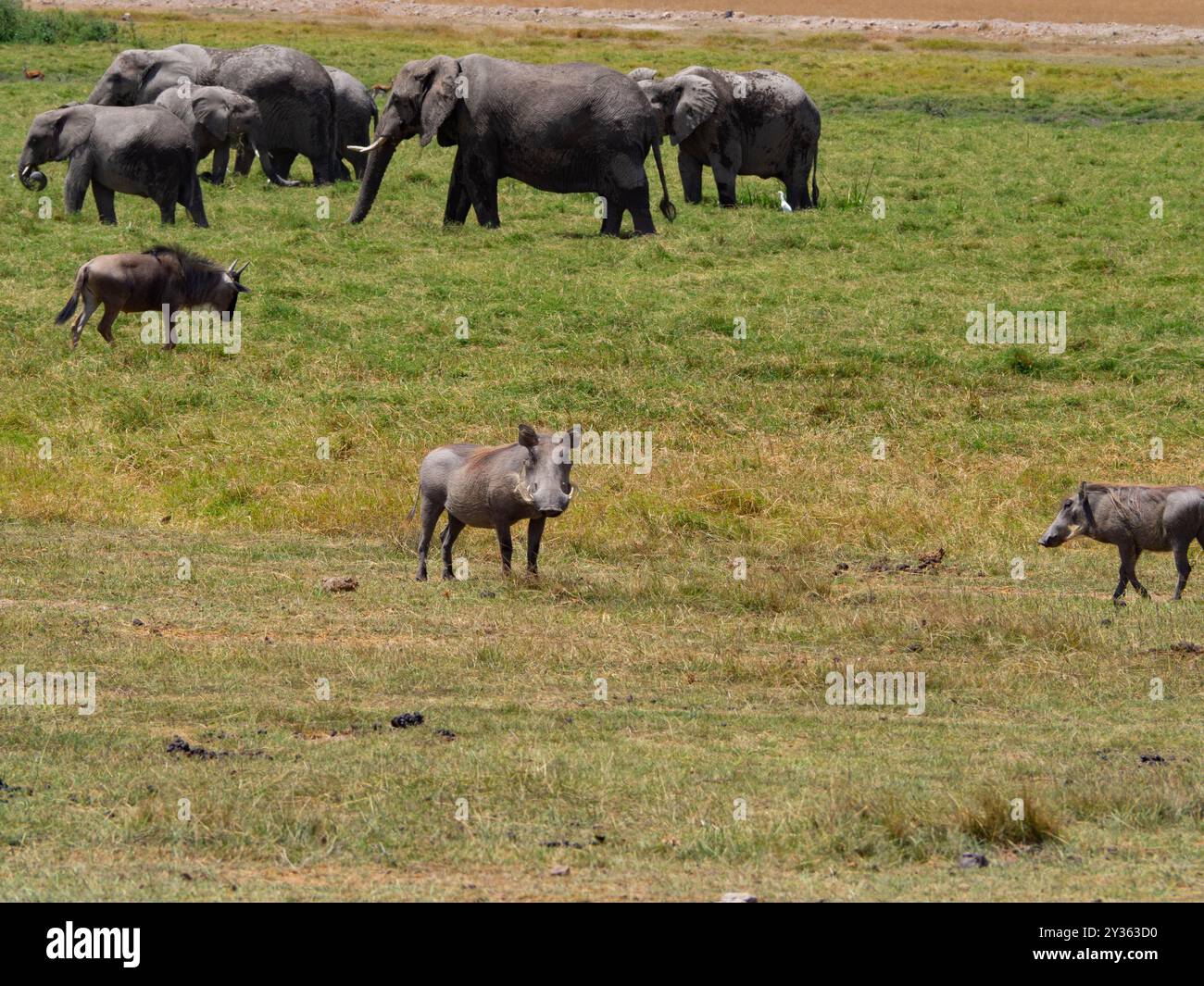 Une famille d'éléphants d'afrique (Loxodonta africana) entourés d'acochères lors d'un Safari Banque D'Images