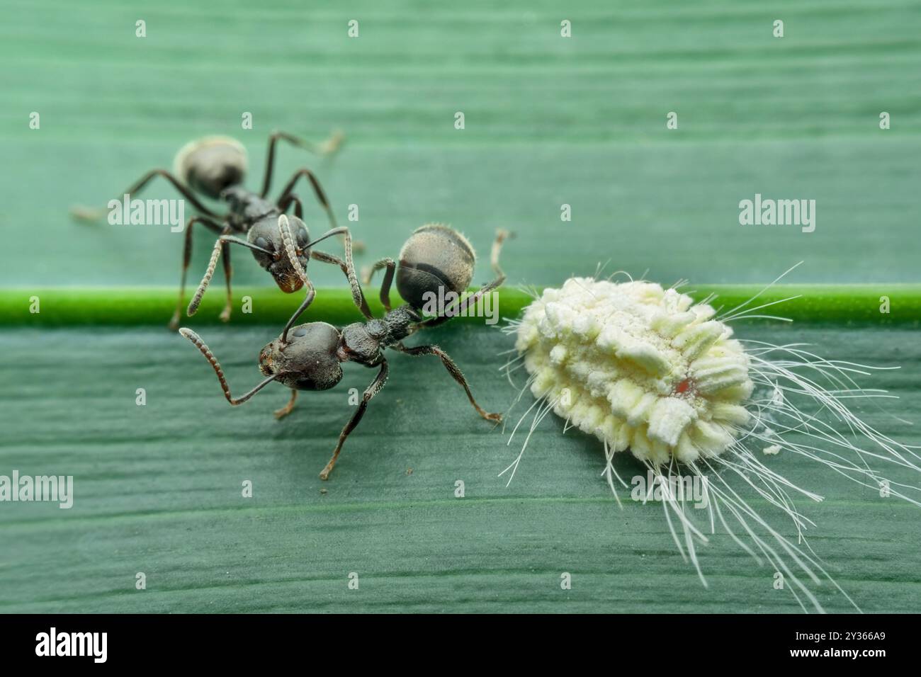 Fourmis noires de jardin et insecte farineux faisant la symbiose mutualisme sur la feuille Banque D'Images