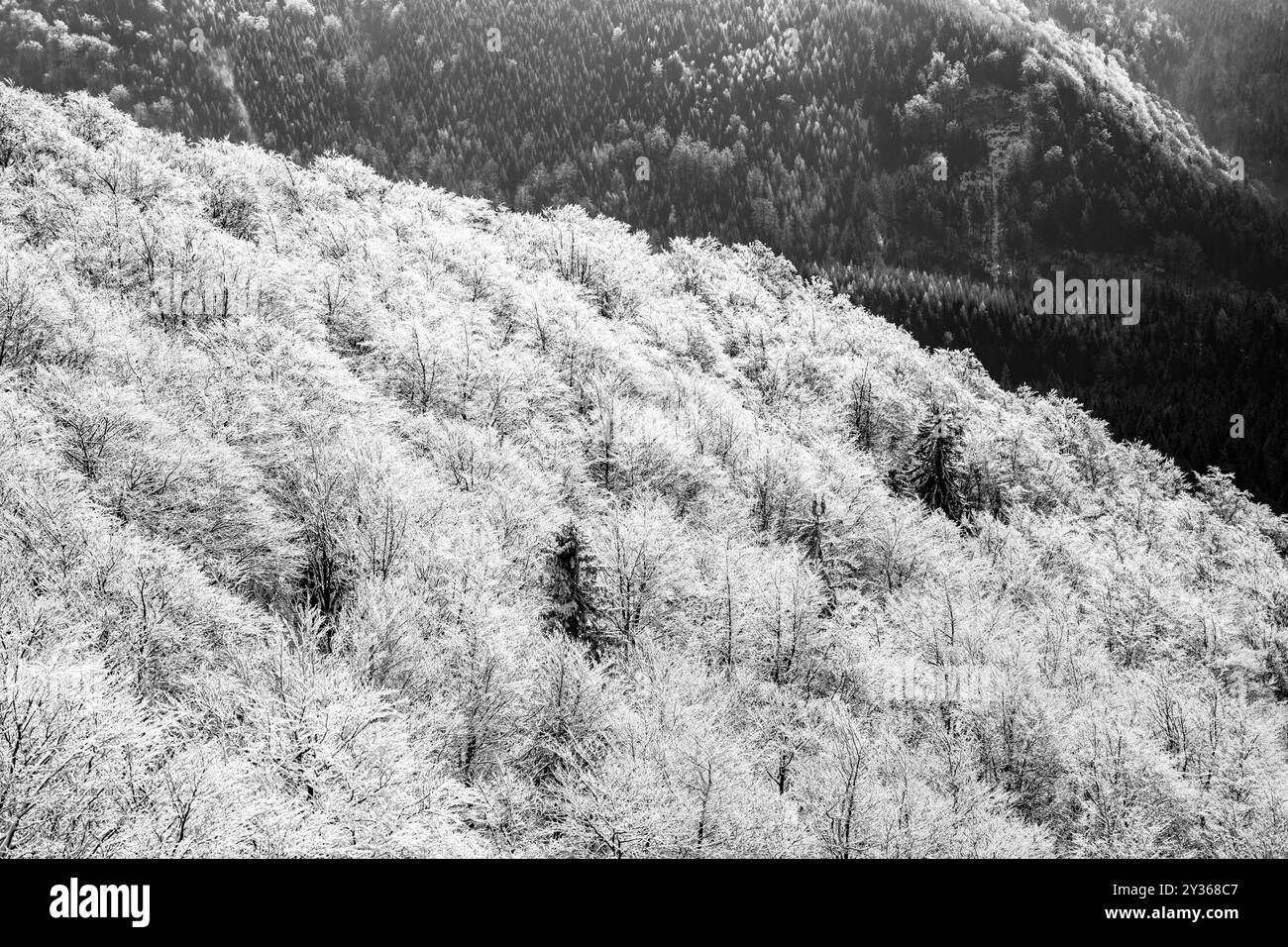 Un paysage hivernal à couper le souffle révèle des montagnes enneigées à l'aube. Le gel recouvre les arbres, créant une atmosphère sereine et scintillante qui capture l'essence de la tranquillité hivernale. Banque D'Images
