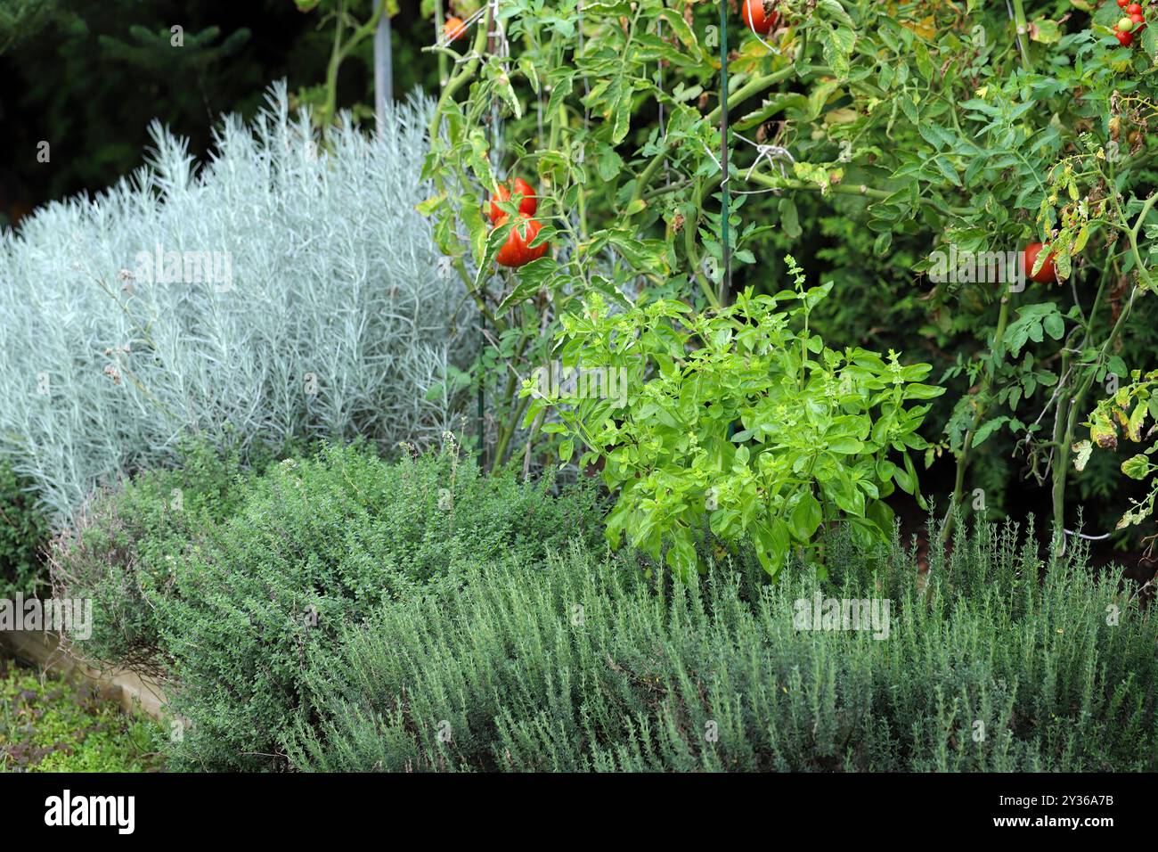 Herbes et légumes cultivés dans le jardin sur un lit surélevé. Banque D'Images