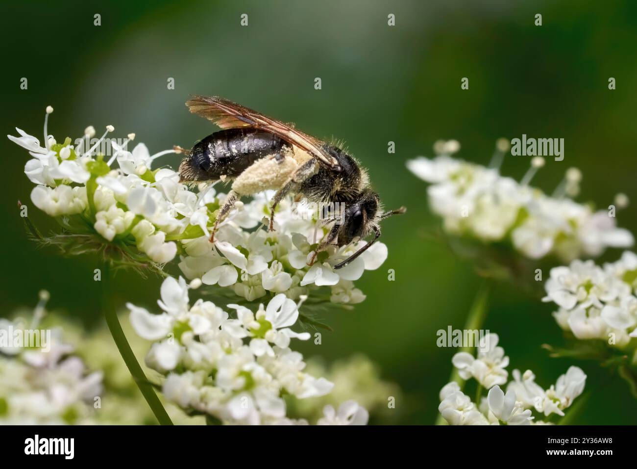 Abeille sauvage noire avec panier de pollen brillant rempli sur un ombellifère Banque D'Images